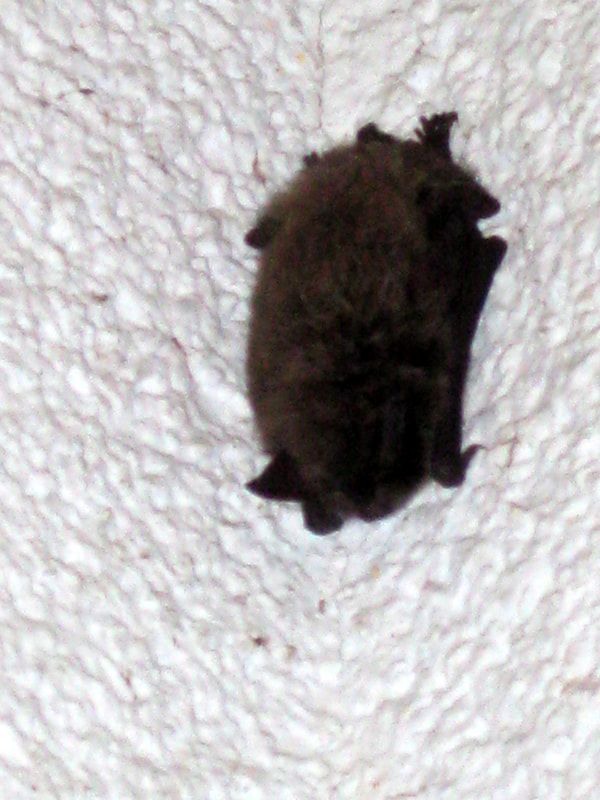 Kleine Fledermaus an meiner Hauswand