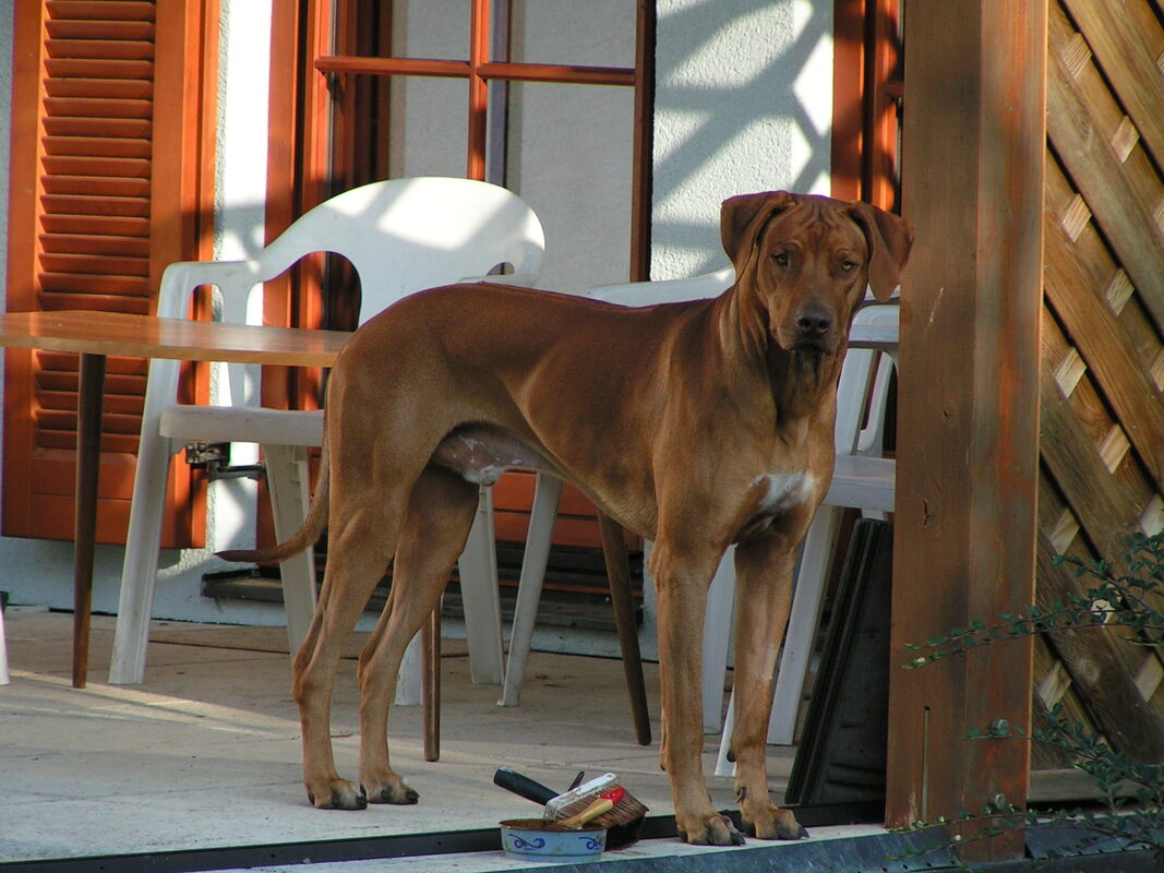 Rhodesian Ridgeback Rüde Leon war oft zu Gast in der besten Hundepension vom Wagramland nahe Wien