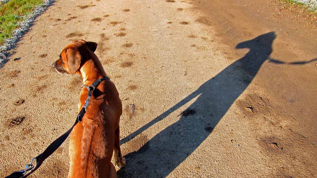 Rhodesian Ridgeback Hündin Bukola beim Spaziergang in der Sonne